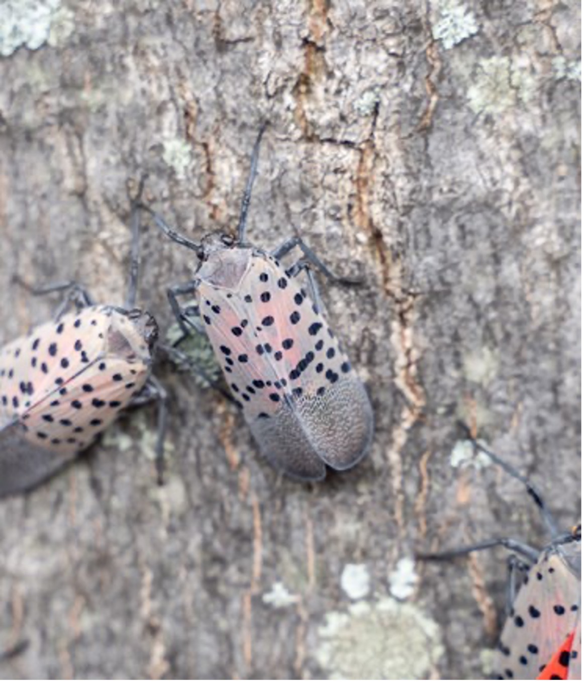 Spotted Lanternflies On Tree