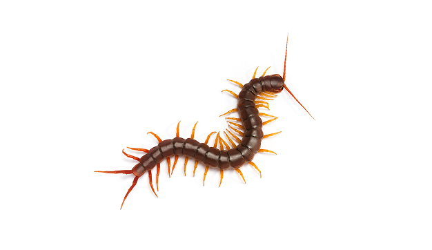 Centipede Nav