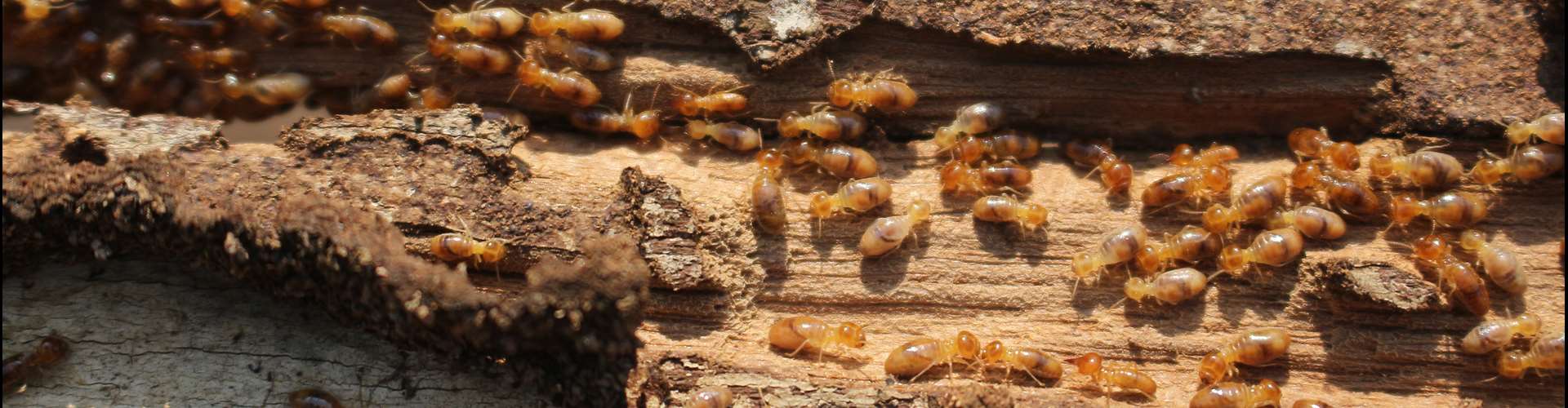 Jpmchale Termites 2X