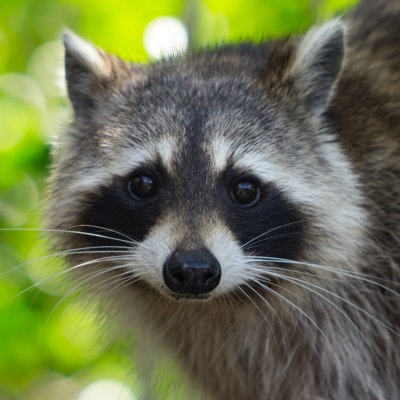 Racoon