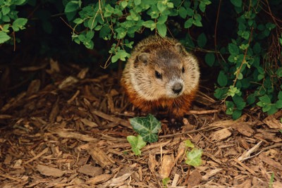 Groundhog