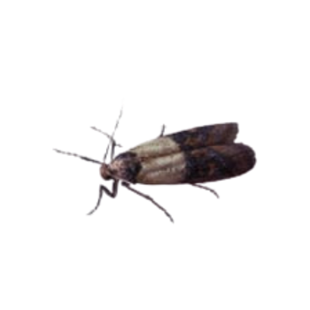 Indian Meal Moth