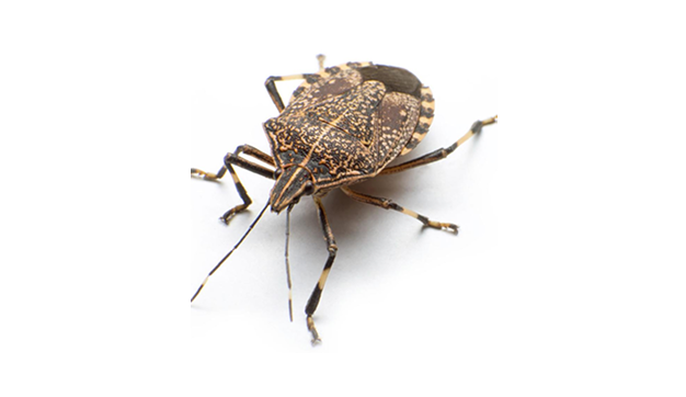 Stinkbug Nav