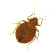 Up Close Bed Bug