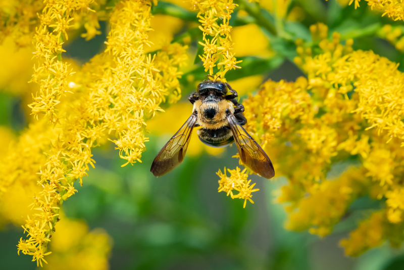 JUNE 21 PIC Buzz Off Carpenter Bees