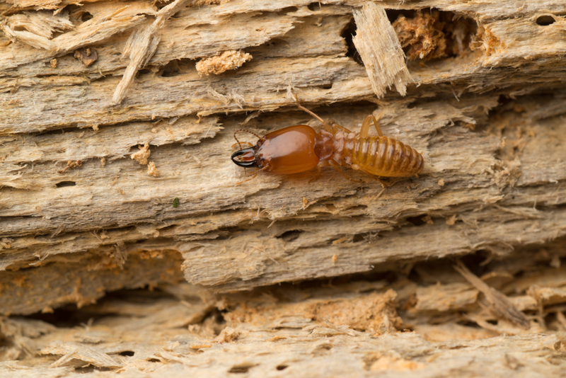 Feb 15 Overwintering Termite