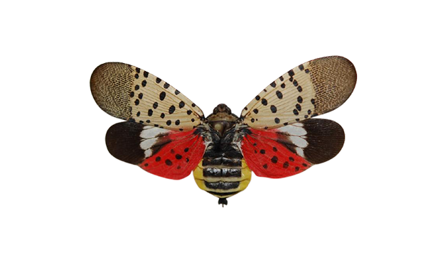 Spotted Lanternfly Nav