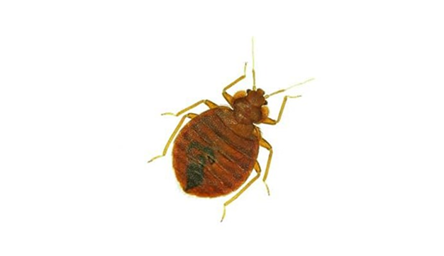 Bed Bug Nav