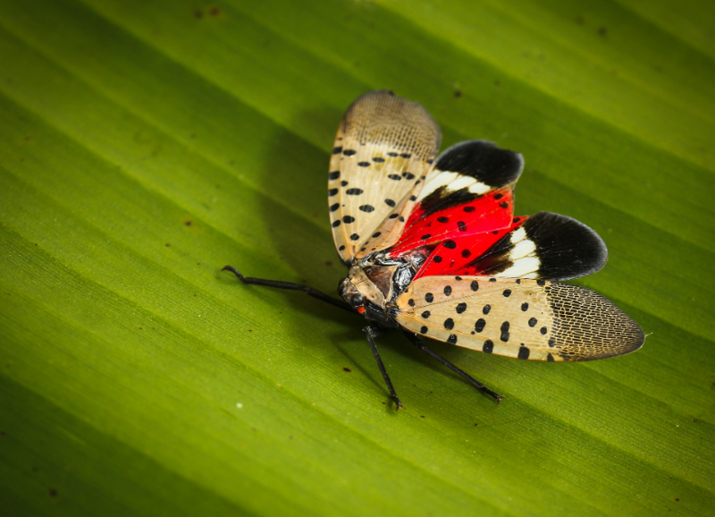 AUGUST 28 PIC The Ugly Truth About Beautiful Spotted Lanternfly
