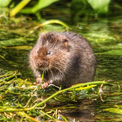 Vole