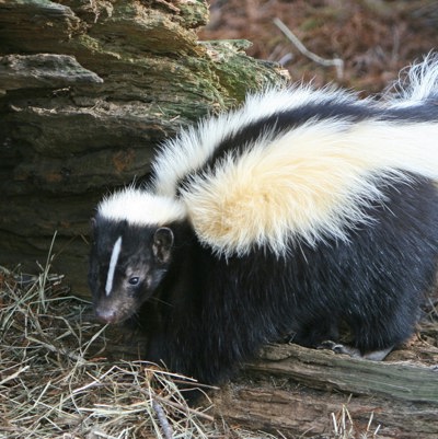 Skunk