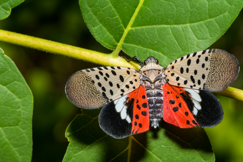 JULY 21 PIC Spotted Lanternfly