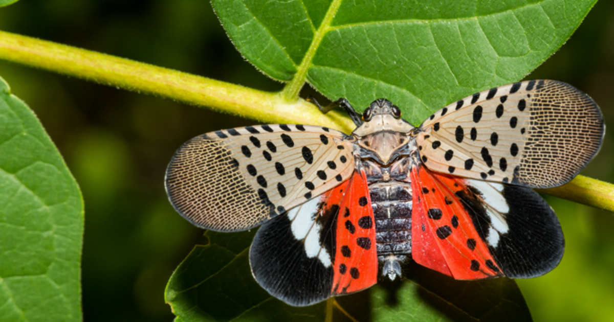 They’re Back! Spotted Lanternflies Strike Again, Pest Experts Offer ...