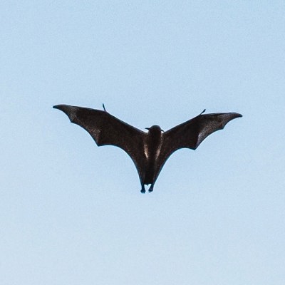 Bat